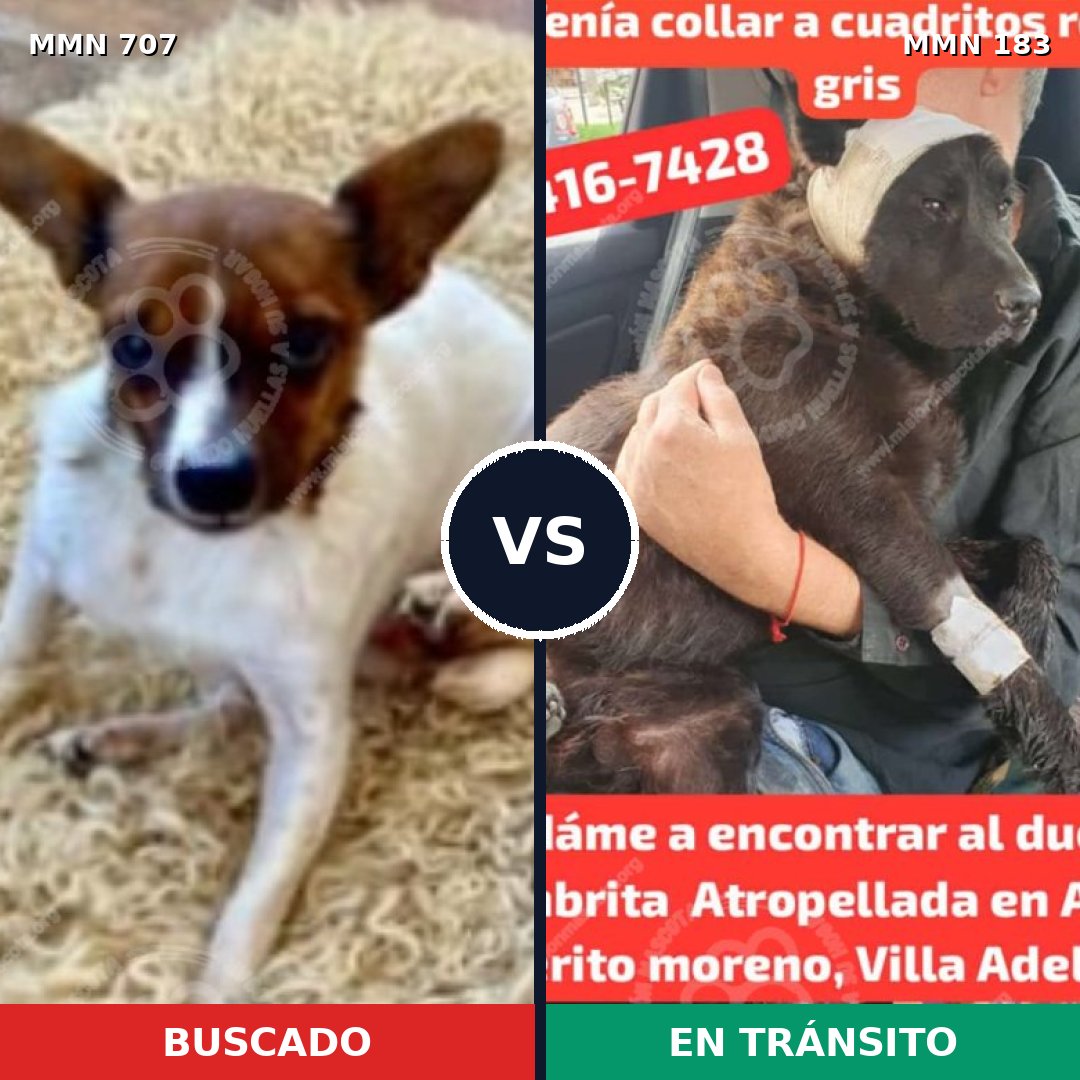 Comparativa MMS 11427: mascota perdida y mascota encontrada, 15% de similitud