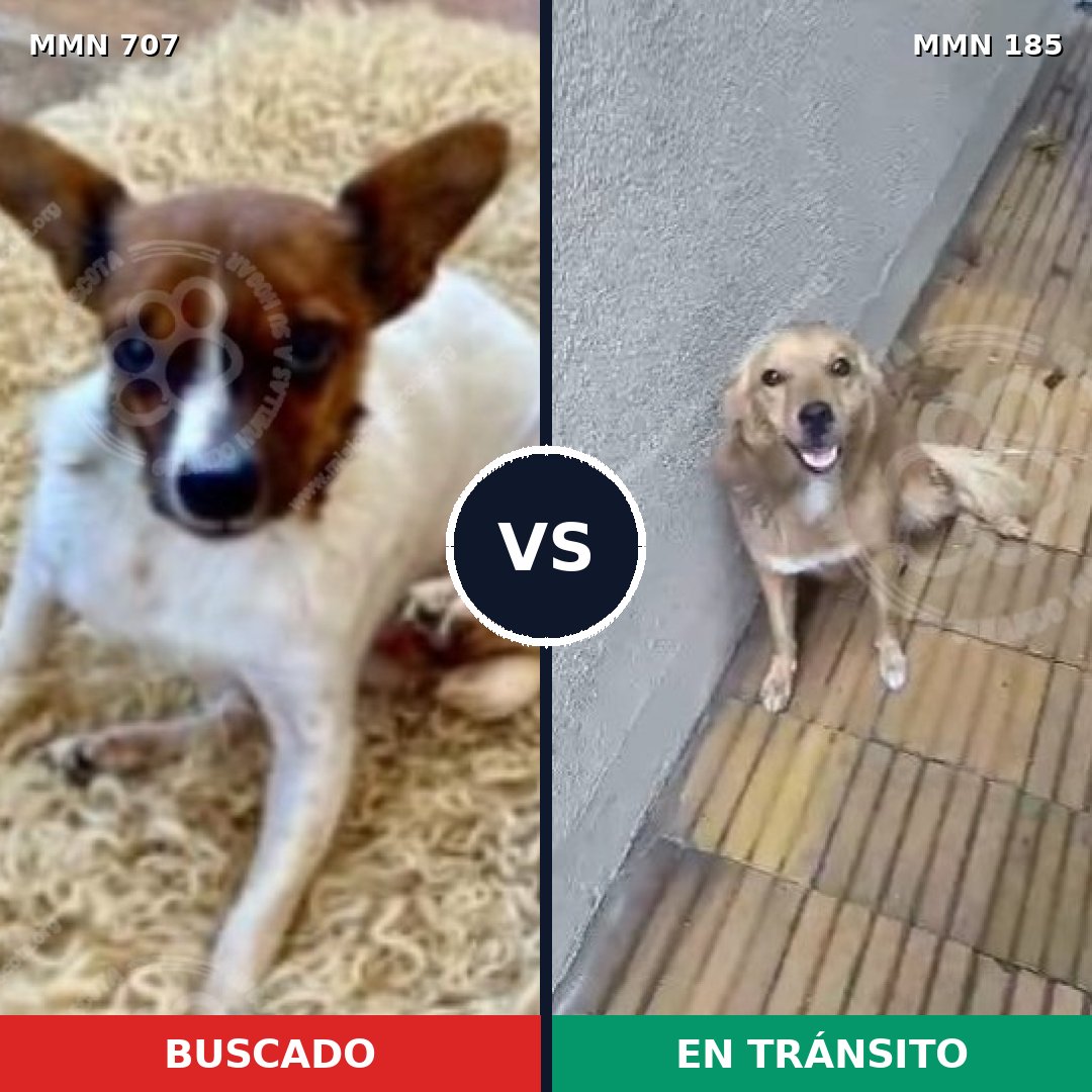 Comparativa MMS 11428: mascota perdida y mascota encontrada, 21% de similitud