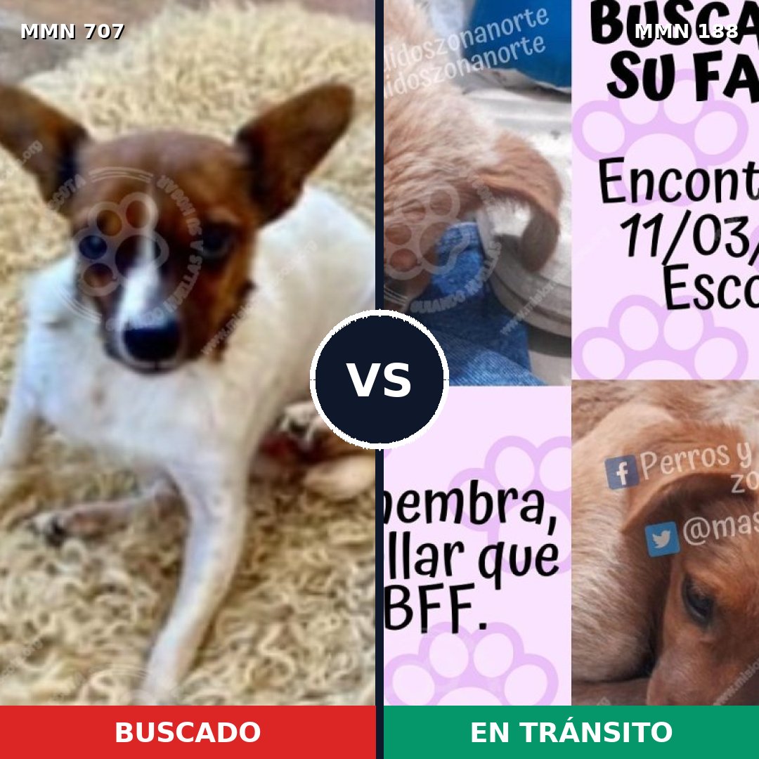 Comparativa MMS 11429: mascota perdida y mascota encontrada, 29% de similitud