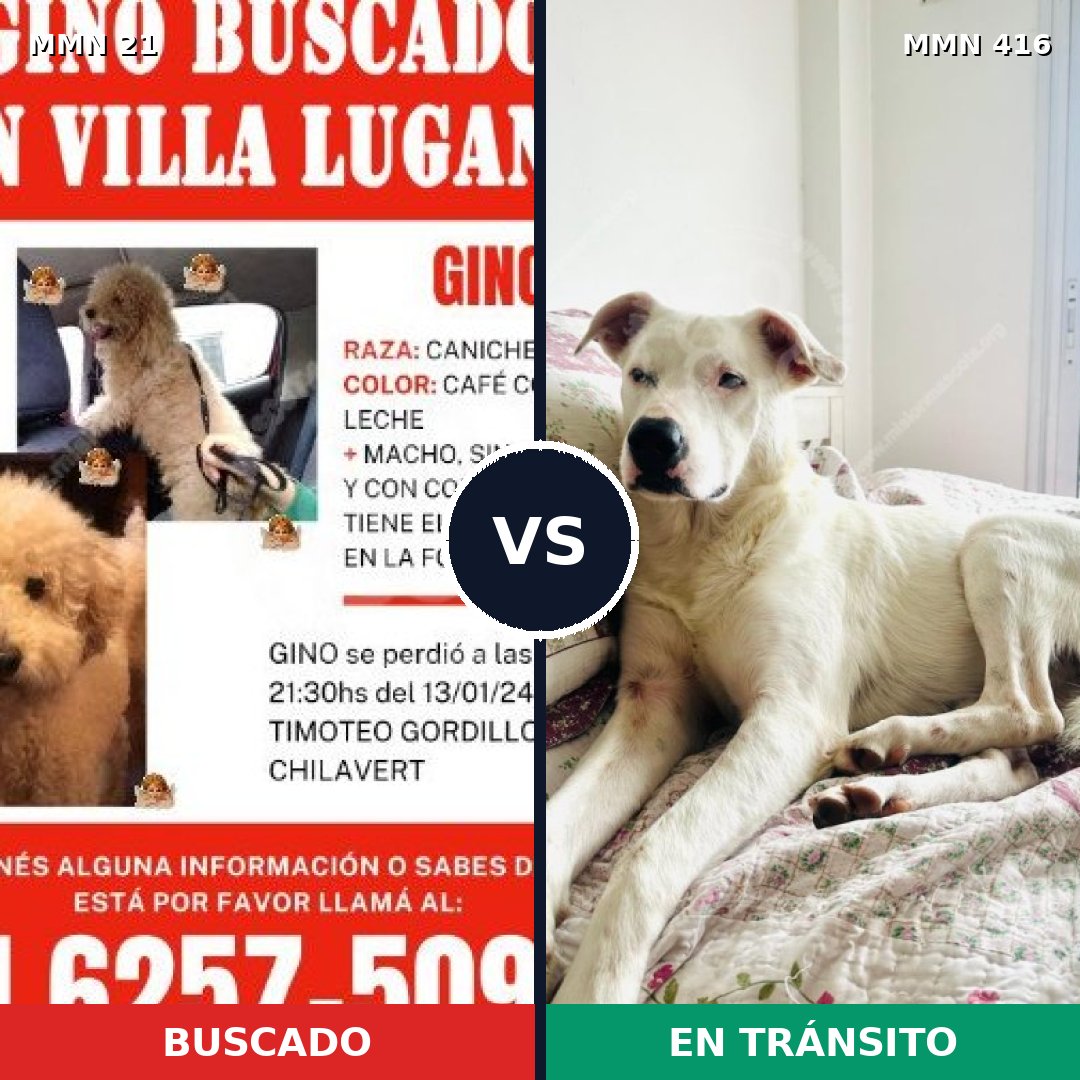 Comparativa MMS 1143: mascota perdida y mascota encontrada, 24% de similitud