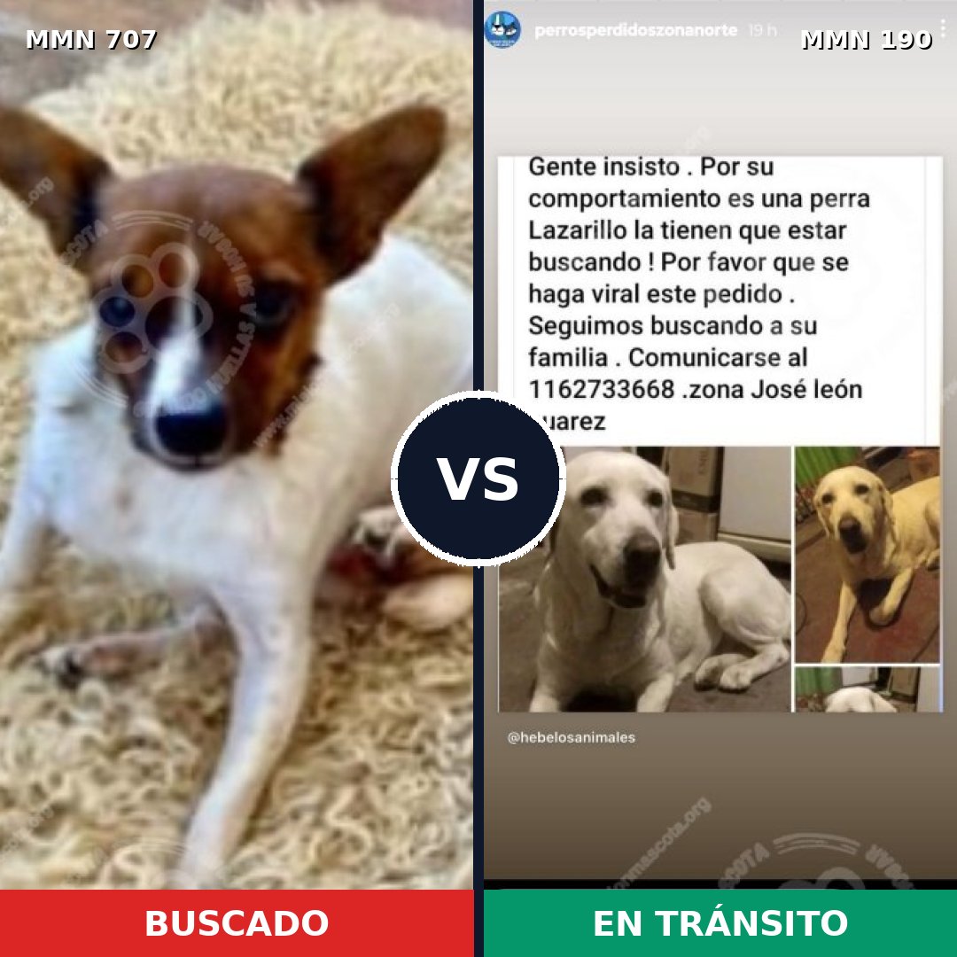 Comparativa MMS 11430: mascota perdida y mascota encontrada, 27% de similitud