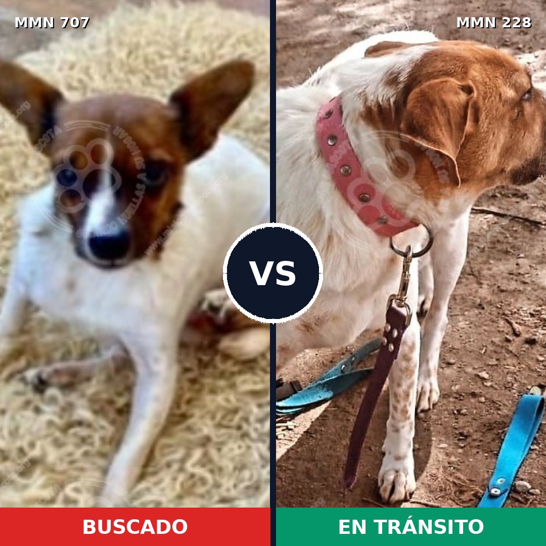 Comparativa MMS 11434: mascota perdida y mascota encontrada, 28% de similitud