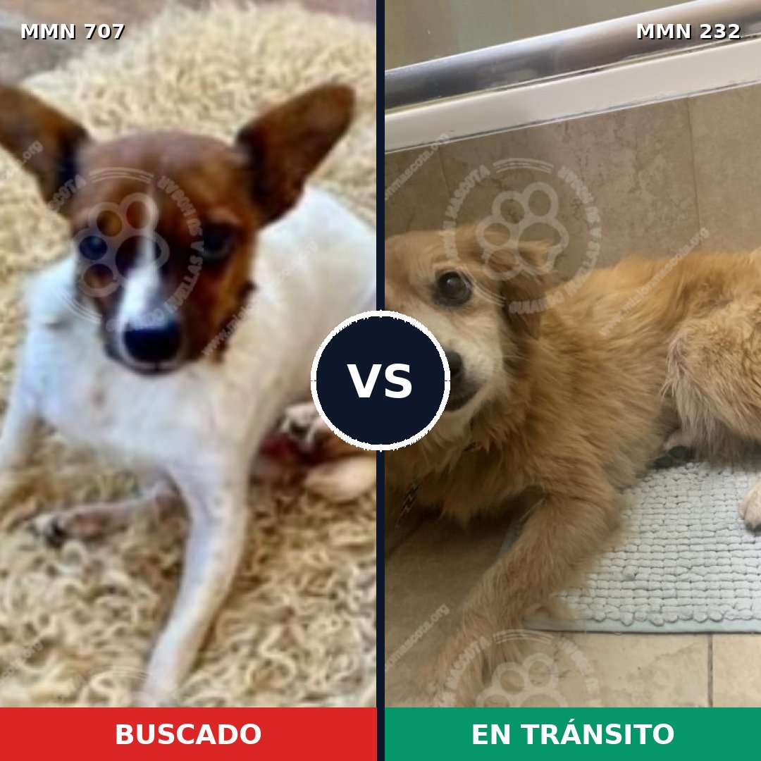 Comparativa MMS 11435: mascota perdida y mascota encontrada, 29% de similitud