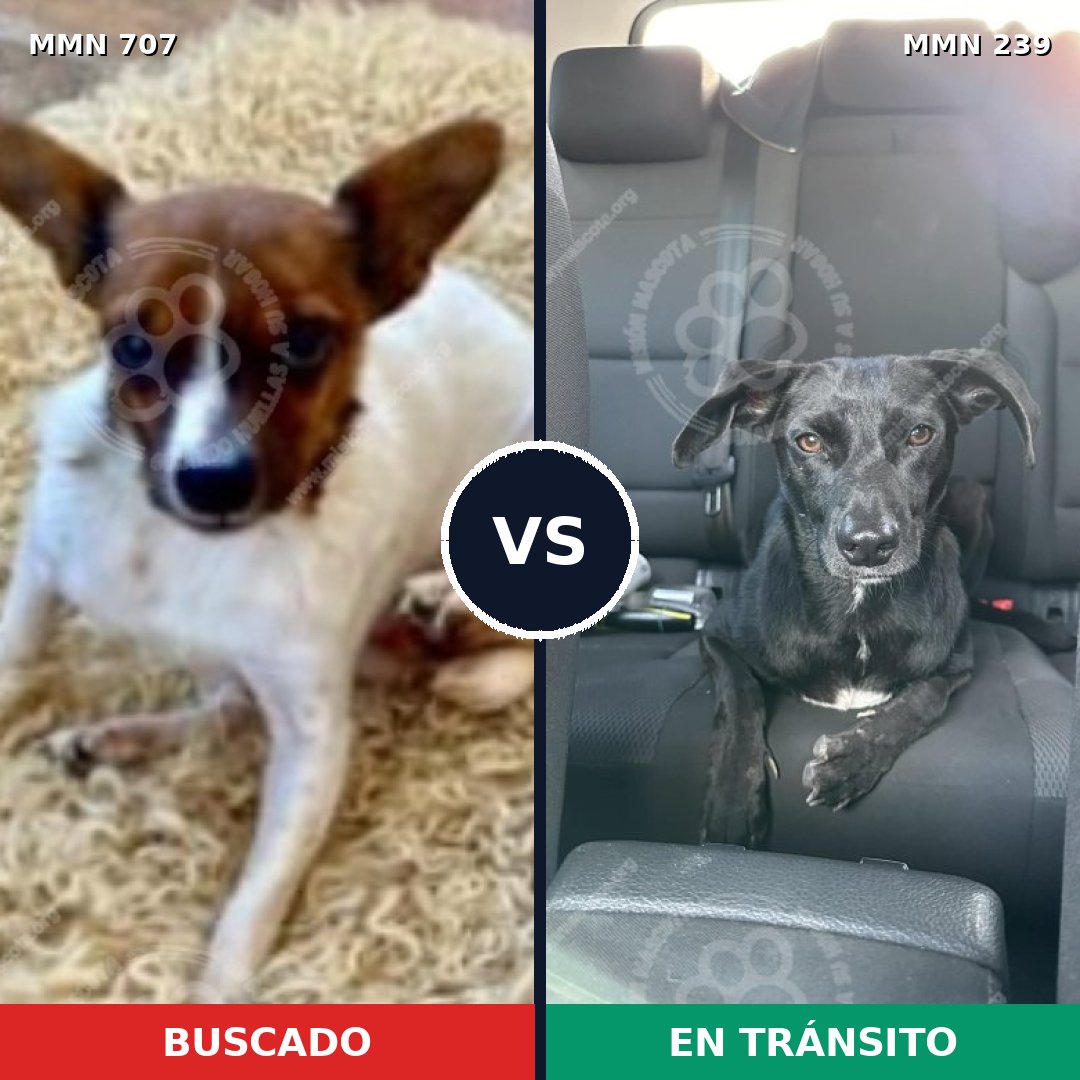 Comparativa MMS 11436: mascota perdida y mascota encontrada, 18% de similitud