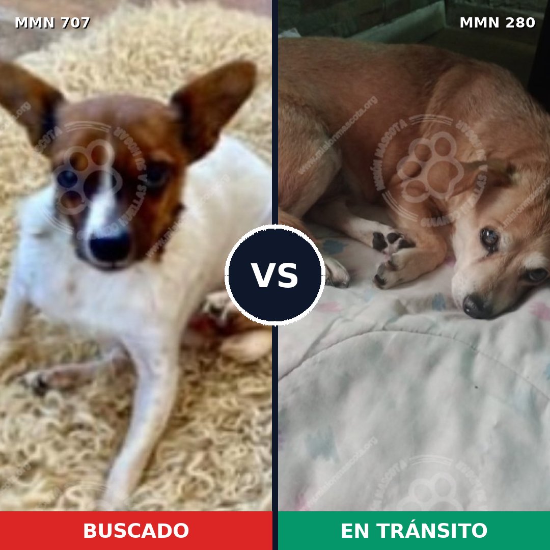 Comparativa MMS 11438: mascota perdida y mascota encontrada, 33% de similitud