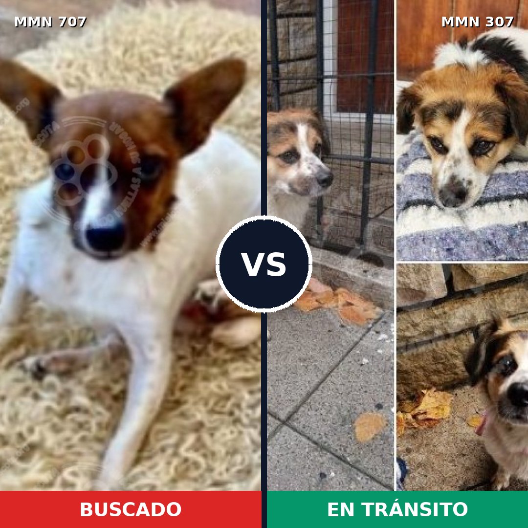Comparativa MMS 11439: mascota perdida y mascota encontrada, 30% de similitud
