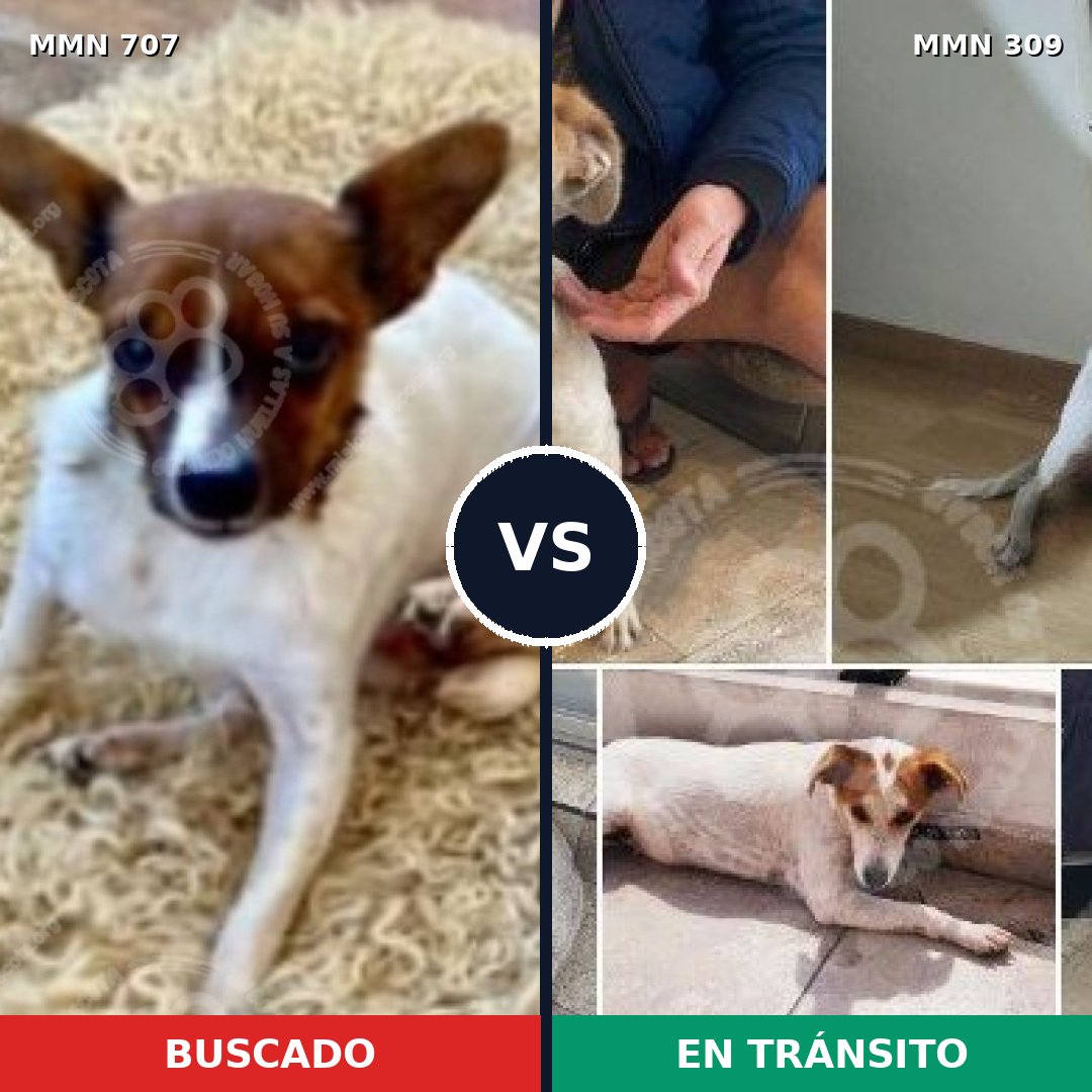 Comparativa MMS 11440: mascota perdida y mascota encontrada, 32% de similitud