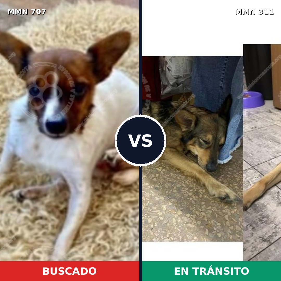 Comparativa MMS 11441: mascota perdida y mascota encontrada, 30% de similitud