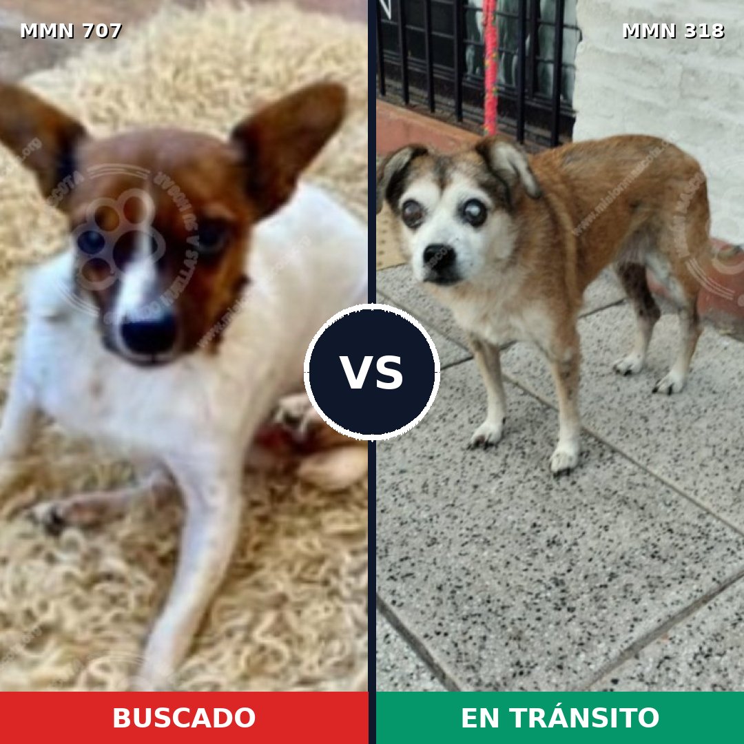 Comparativa MMS 11442: mascota perdida y mascota encontrada, 35% de similitud