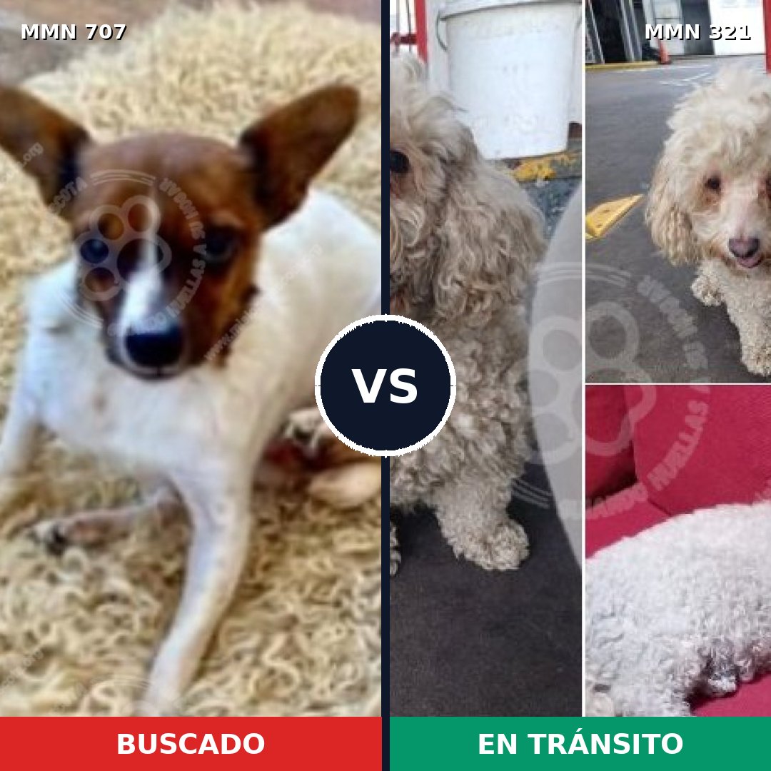 Comparativa MMS 11443: mascota perdida y mascota encontrada, 49% de similitud