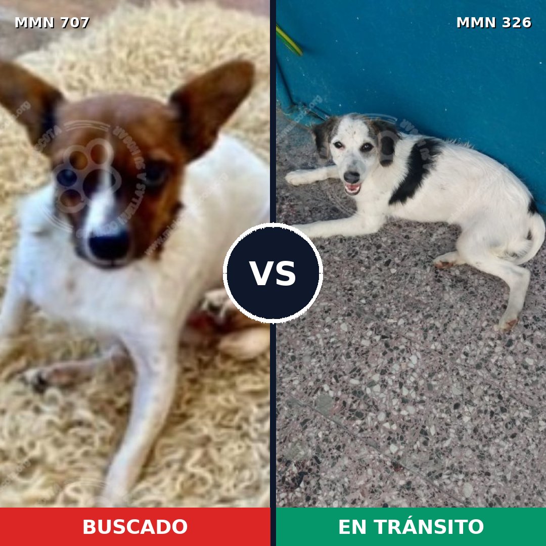 Comparativa MMS 11444: mascota perdida y mascota encontrada, 29% de similitud