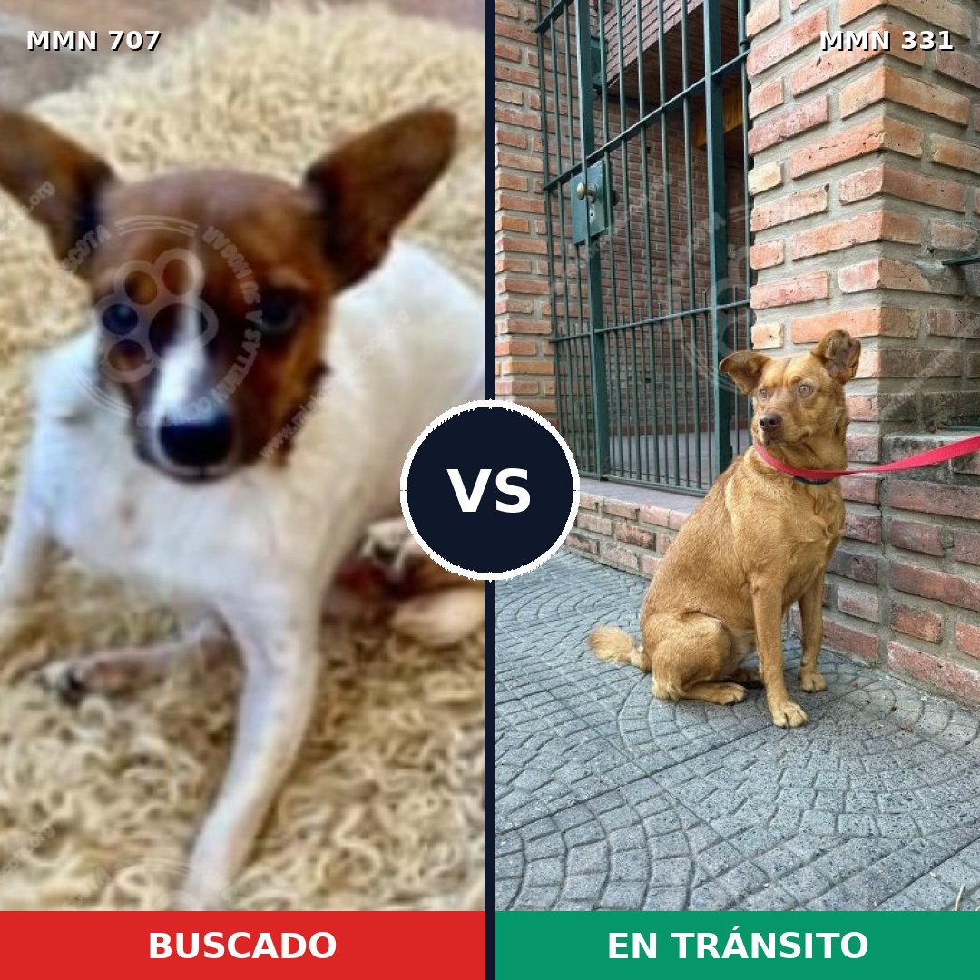 Comparativa MMS 11445: mascota perdida y mascota encontrada, 24% de similitud