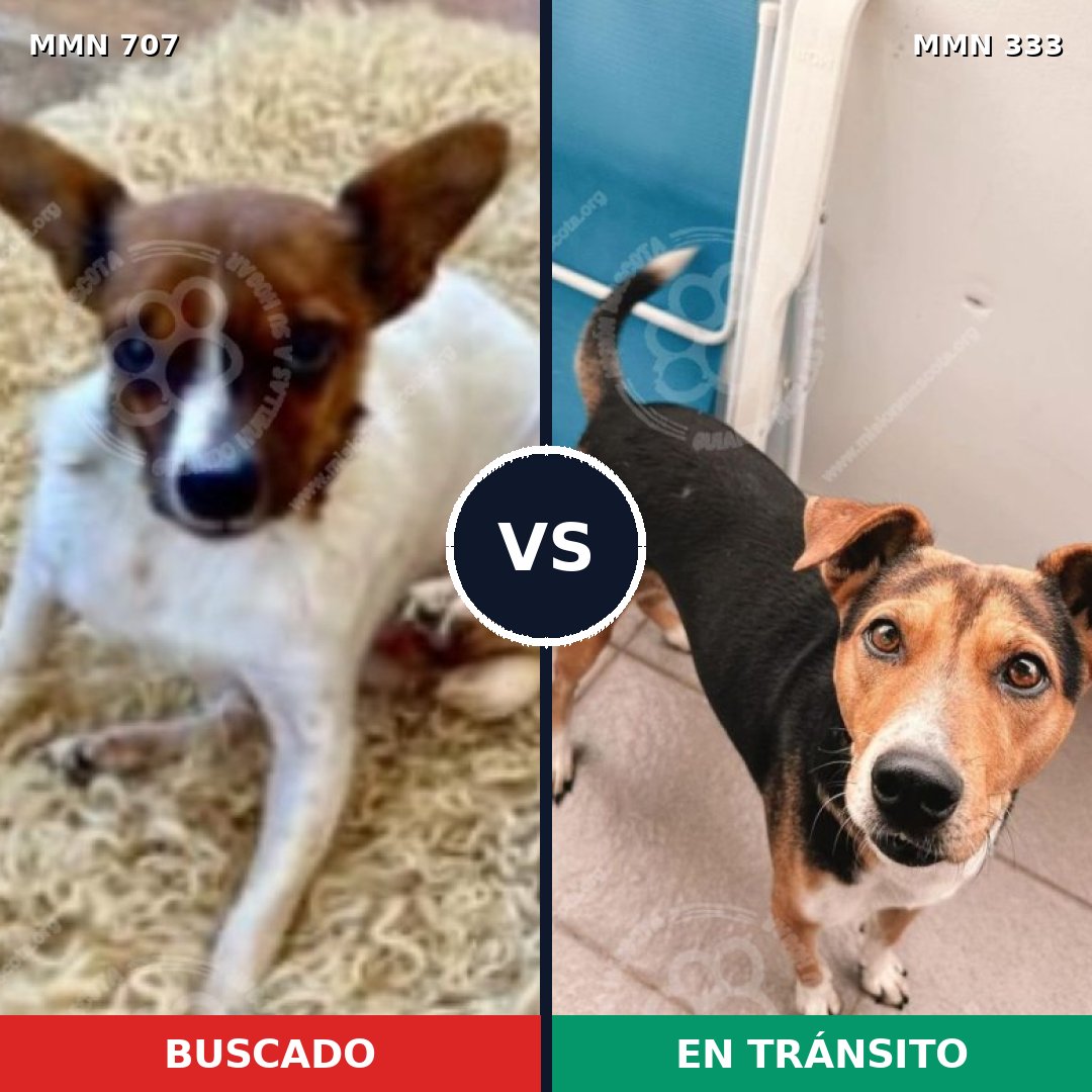 Comparativa MMS 11446: mascota perdida y mascota encontrada, 21% de similitud