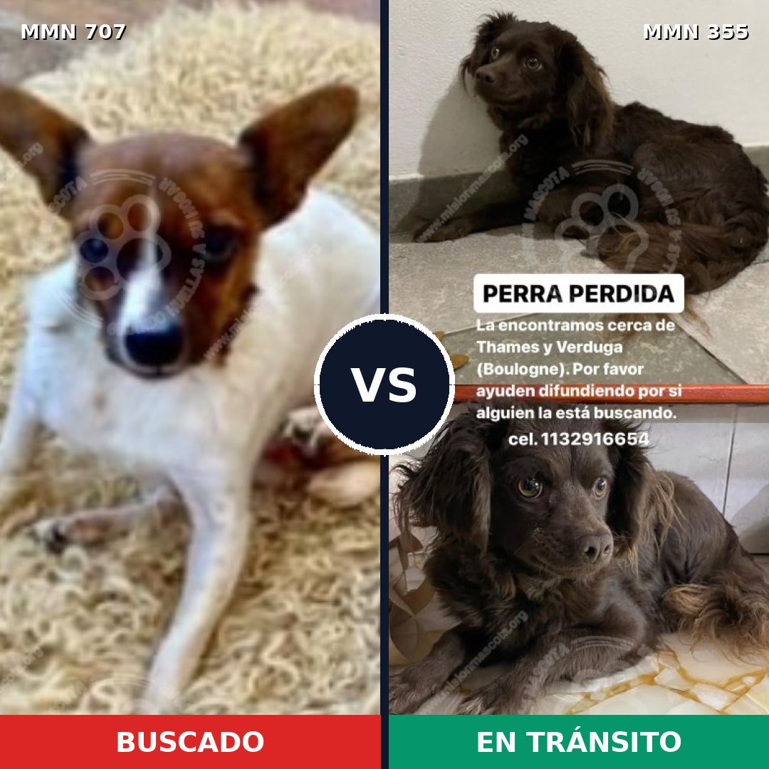 Comparativa MMS 11449: mascota perdida y mascota encontrada, 15% de similitud