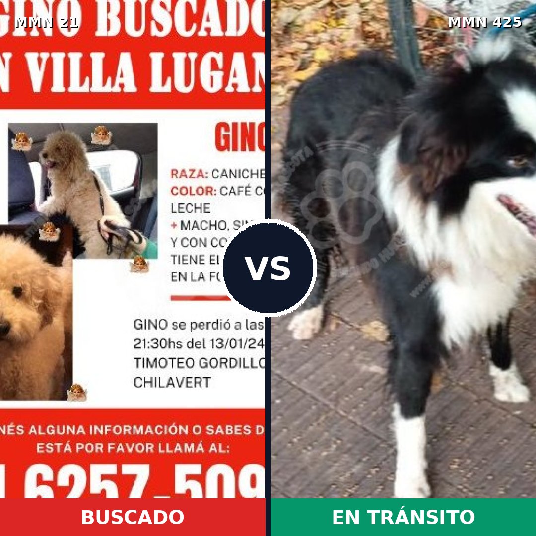 Comparativa MMS 1145: mascota perdida y mascota encontrada, 23% de similitud