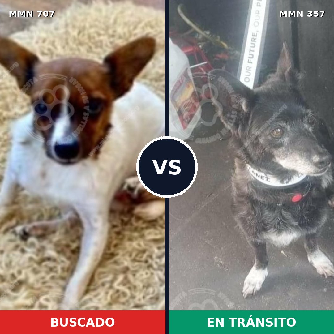 Comparativa MMS 11450: mascota perdida y mascota encontrada, 21% de similitud