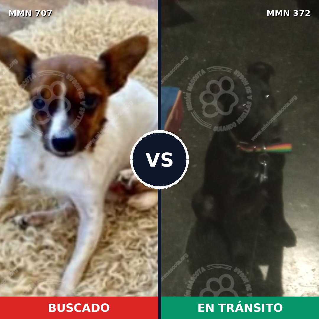 Comparativa MMS 11452: mascota perdida y mascota encontrada, 22% de similitud