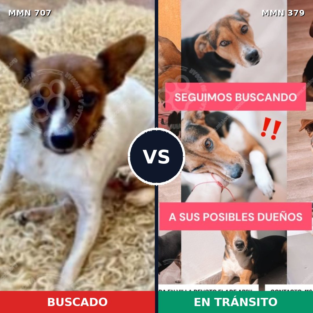 Comparativa MMS 11454: mascota perdida y mascota encontrada, 28% de similitud