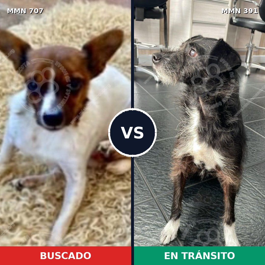 Comparativa MMS 11455: mascota perdida y mascota encontrada, 21% de similitud