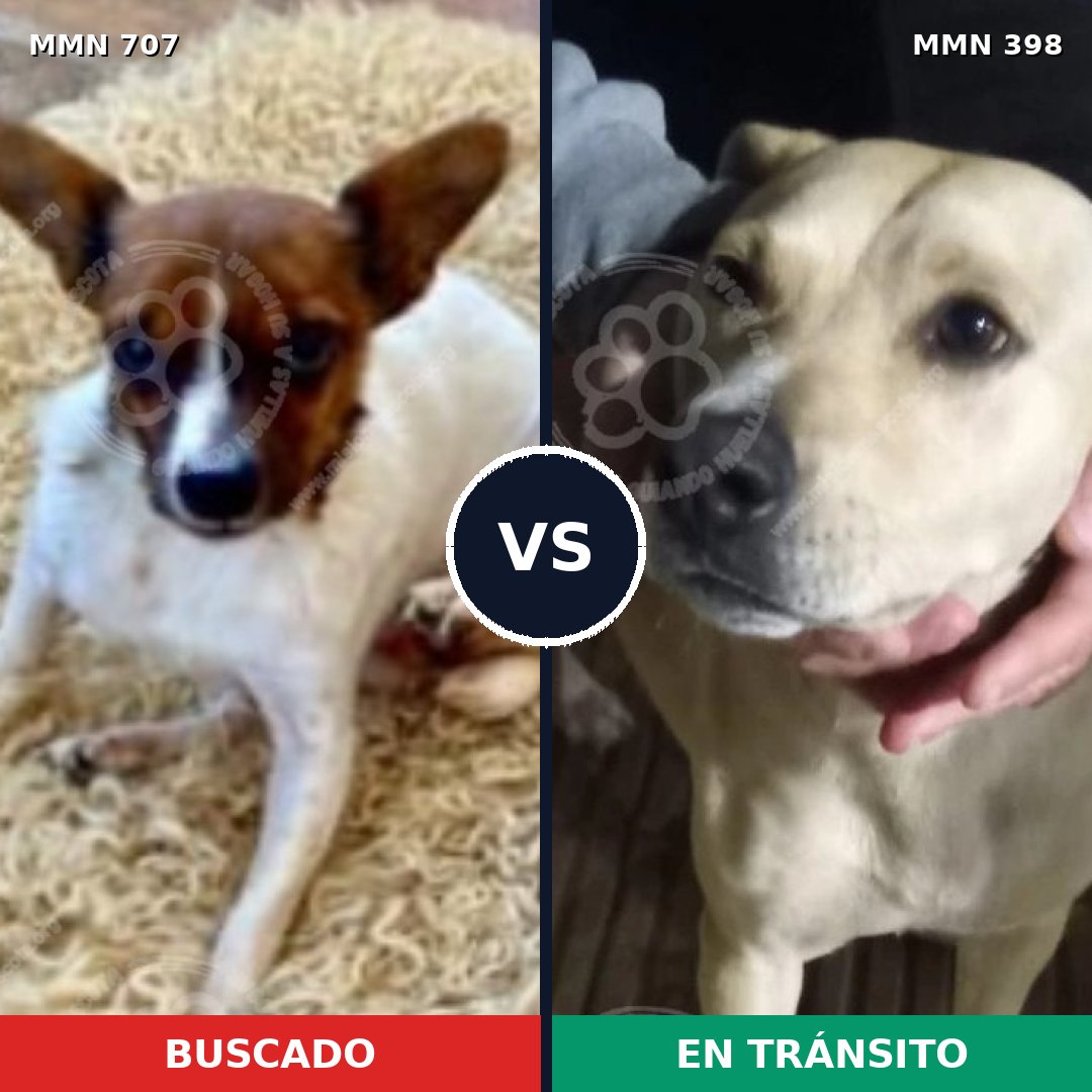 Comparativa MMS 11456: mascota perdida y mascota encontrada, 23% de similitud