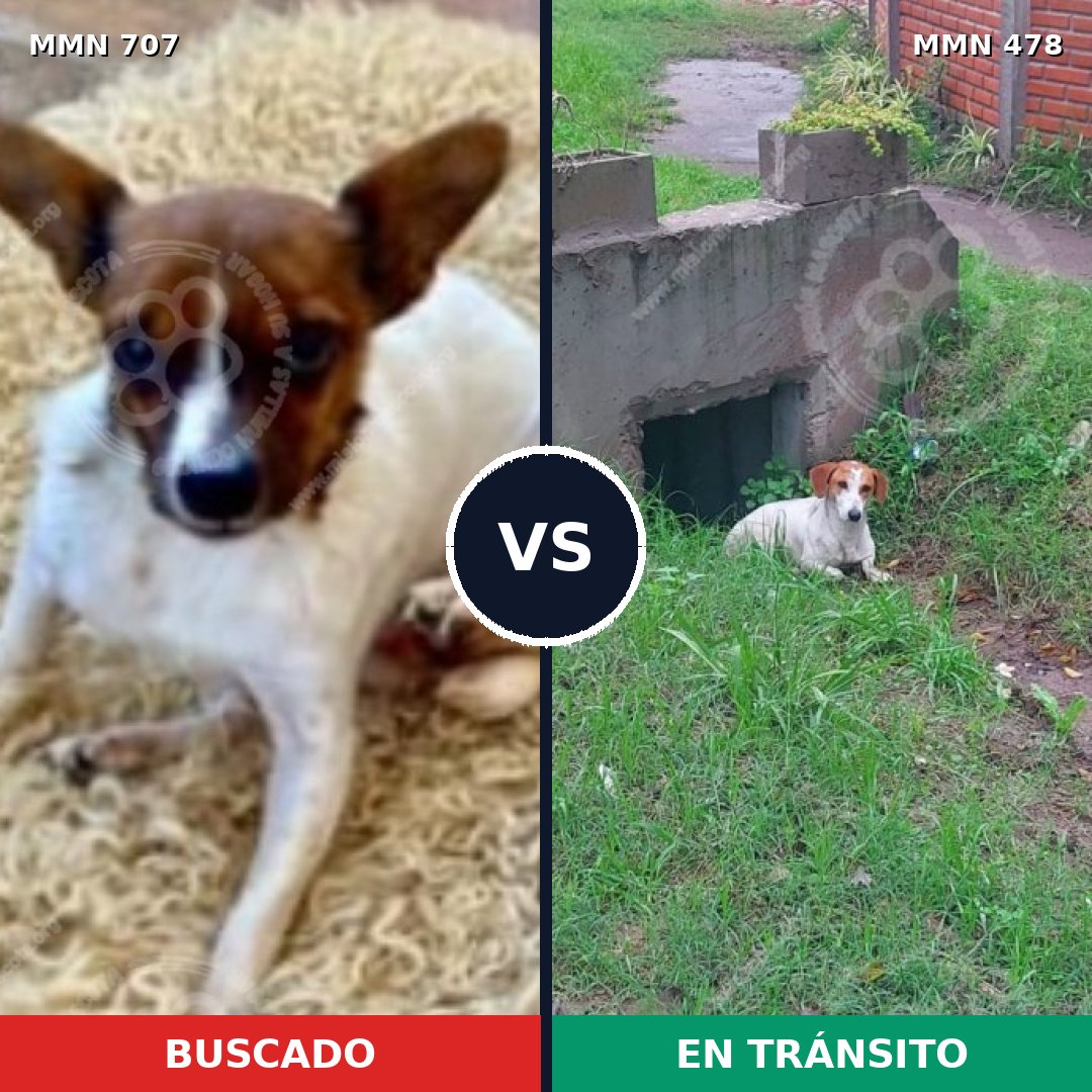 Comparativa MMS 11457: mascota perdida y mascota encontrada, 37% de similitud