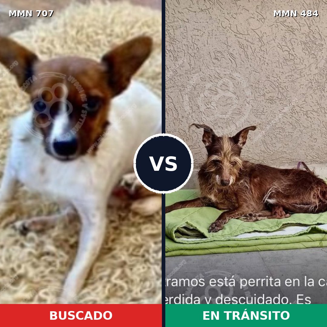 Comparativa MMS 11458: mascota perdida y mascota encontrada, 25% de similitud