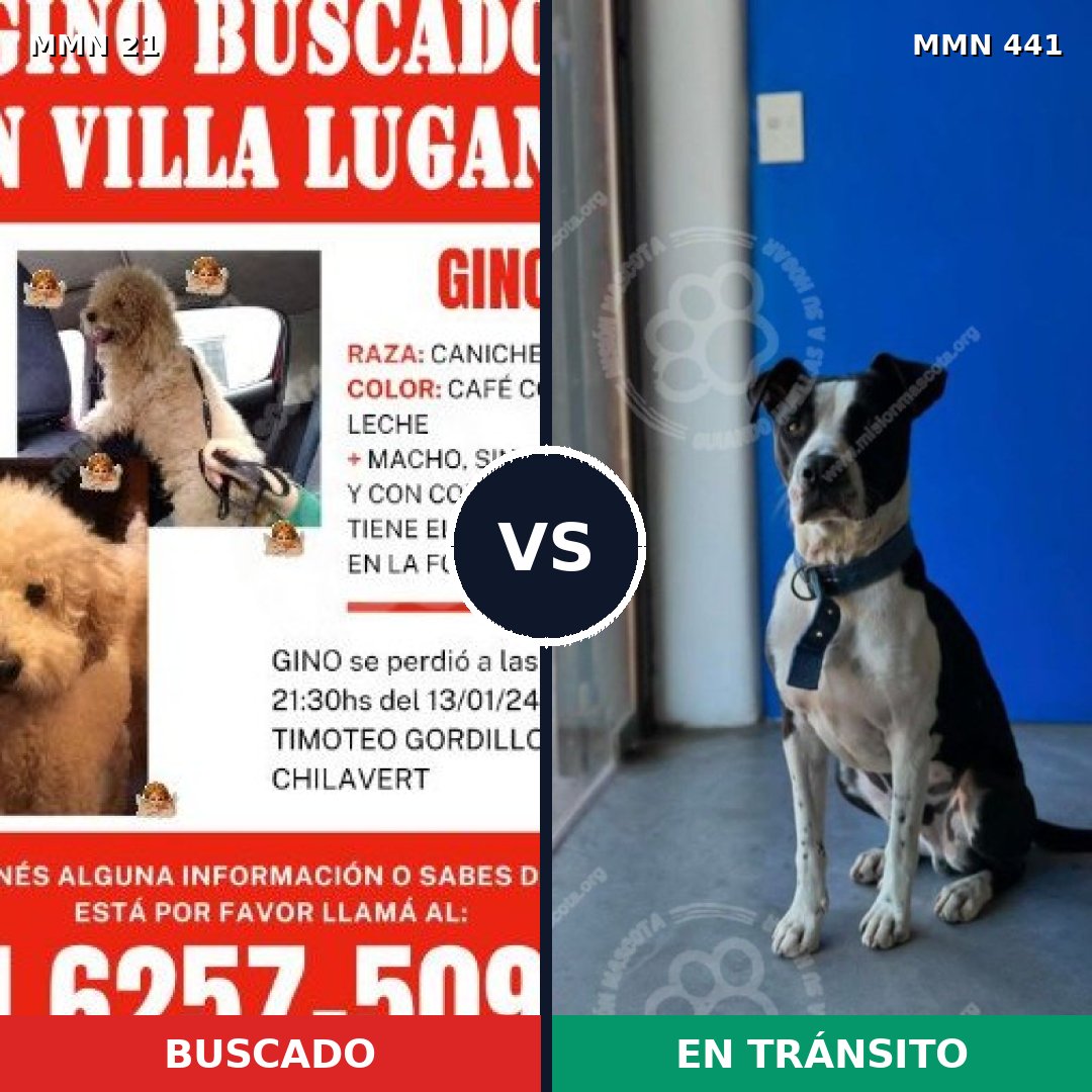 Comparativa MMS 1146: mascota perdida y mascota encontrada, 21% de similitud