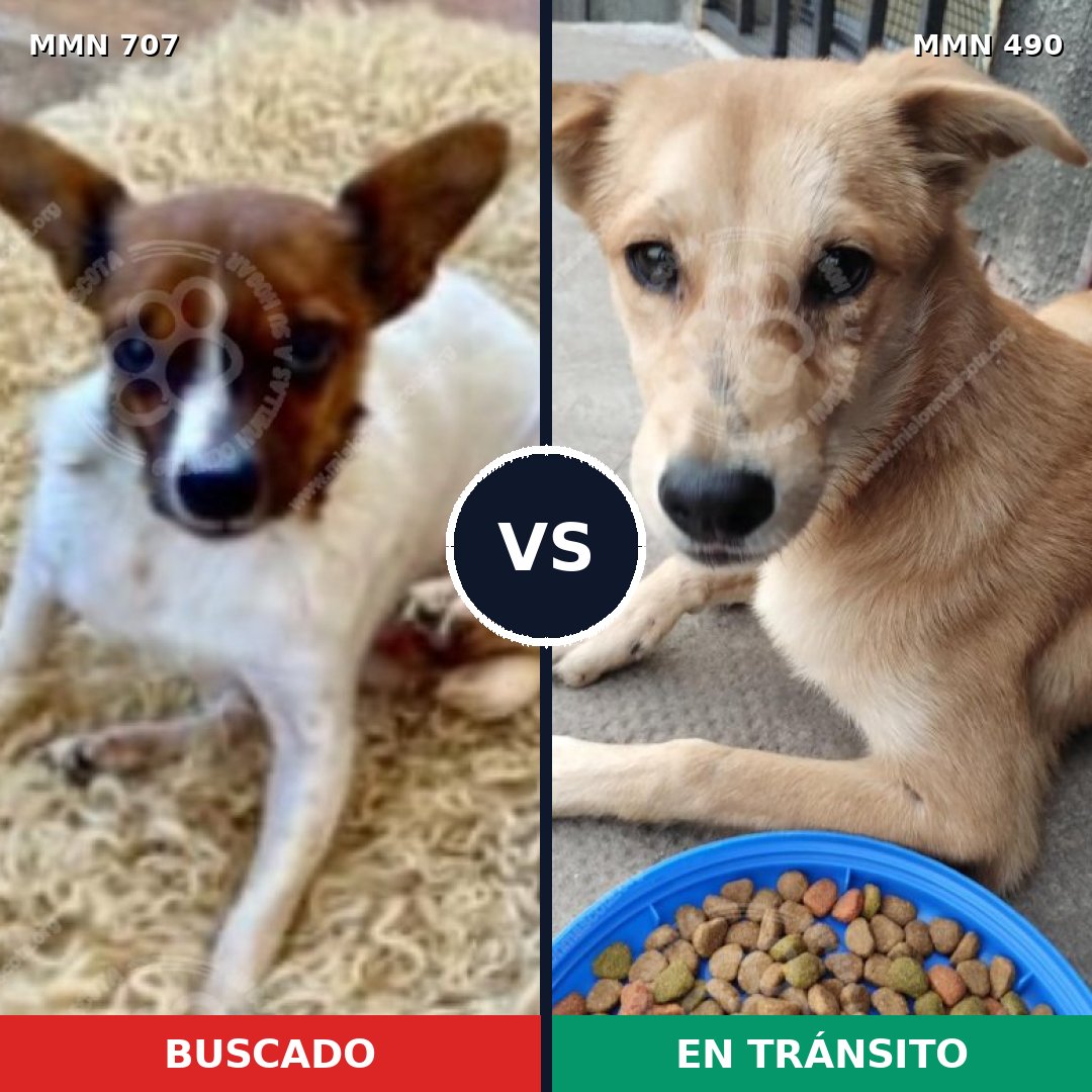 Comparativa MMS 11460: mascota perdida y mascota encontrada, 32% de similitud