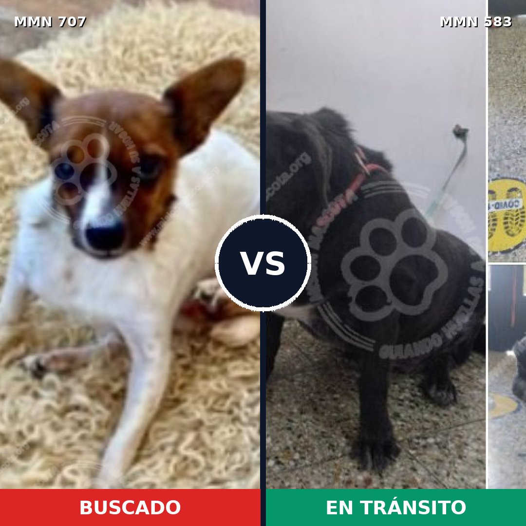 Comparativa MMS 11462: mascota perdida y mascota encontrada, 21% de similitud