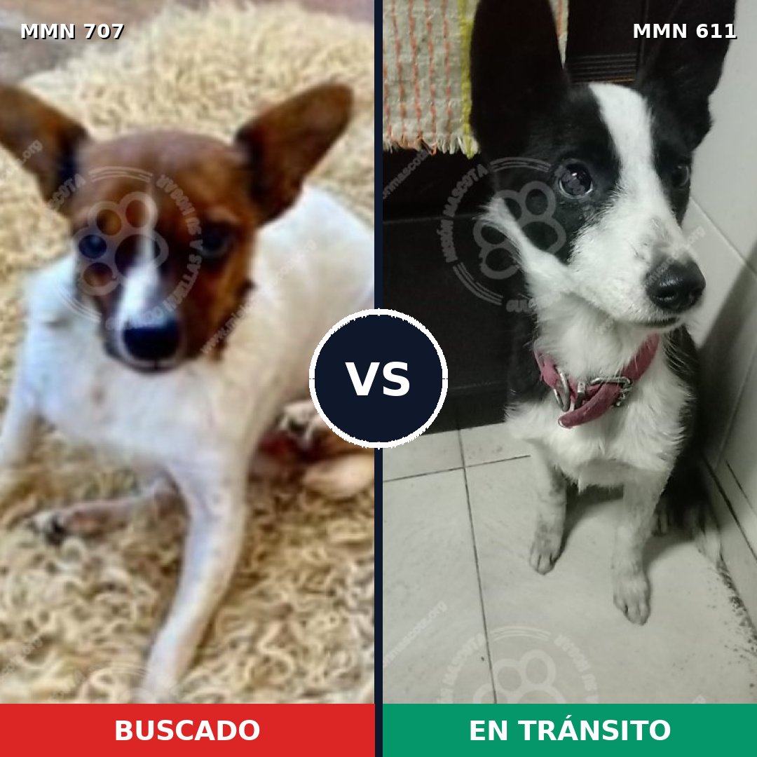 Comparativa MMS 11464: mascota perdida y mascota encontrada, 20% de similitud