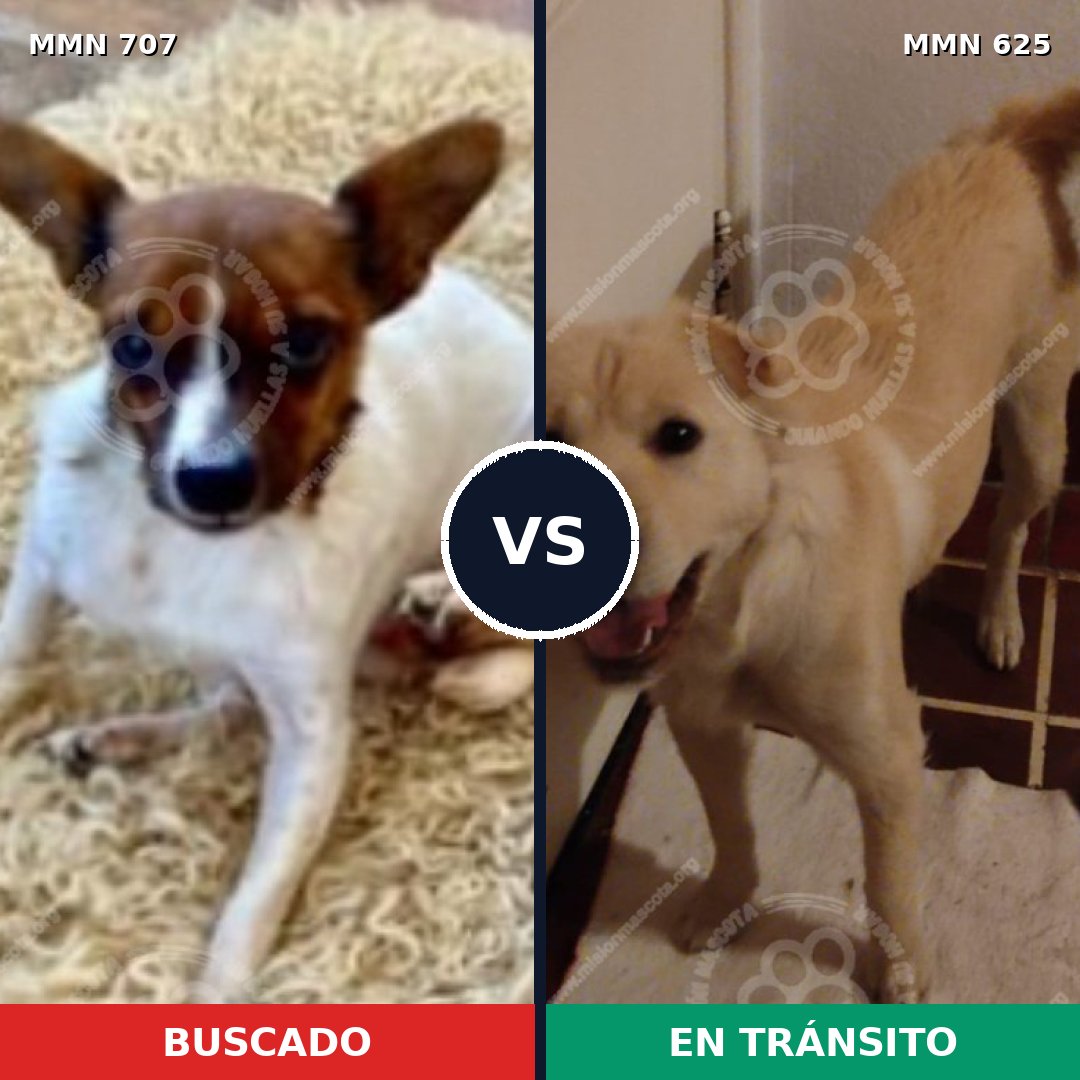 Comparativa MMS 11465: mascota perdida y mascota encontrada, 21% de similitud