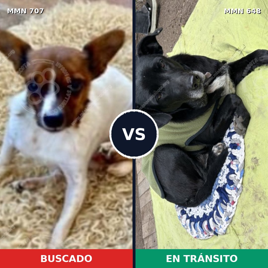 Comparativa MMS 11466: mascota perdida y mascota encontrada, 21% de similitud