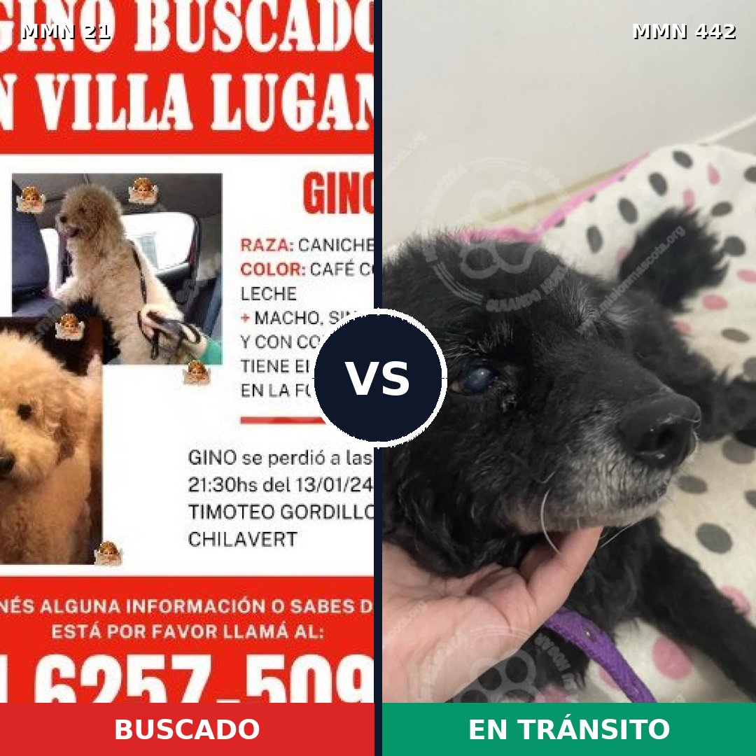 Comparativa MMS 1147: mascota perdida y mascota encontrada, 30% de similitud