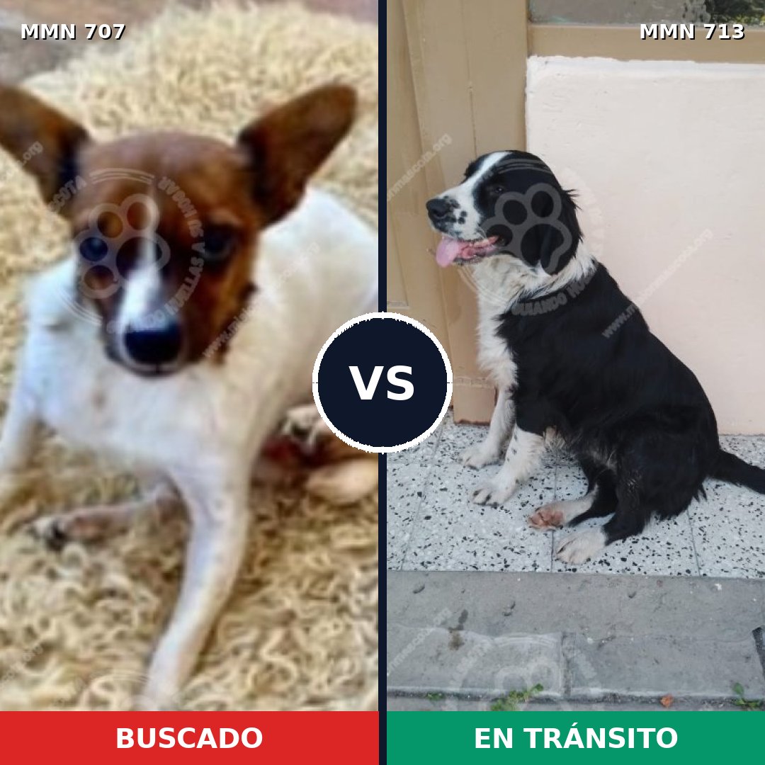 Comparativa MMS 11471: mascota perdida y mascota encontrada, 21% de similitud