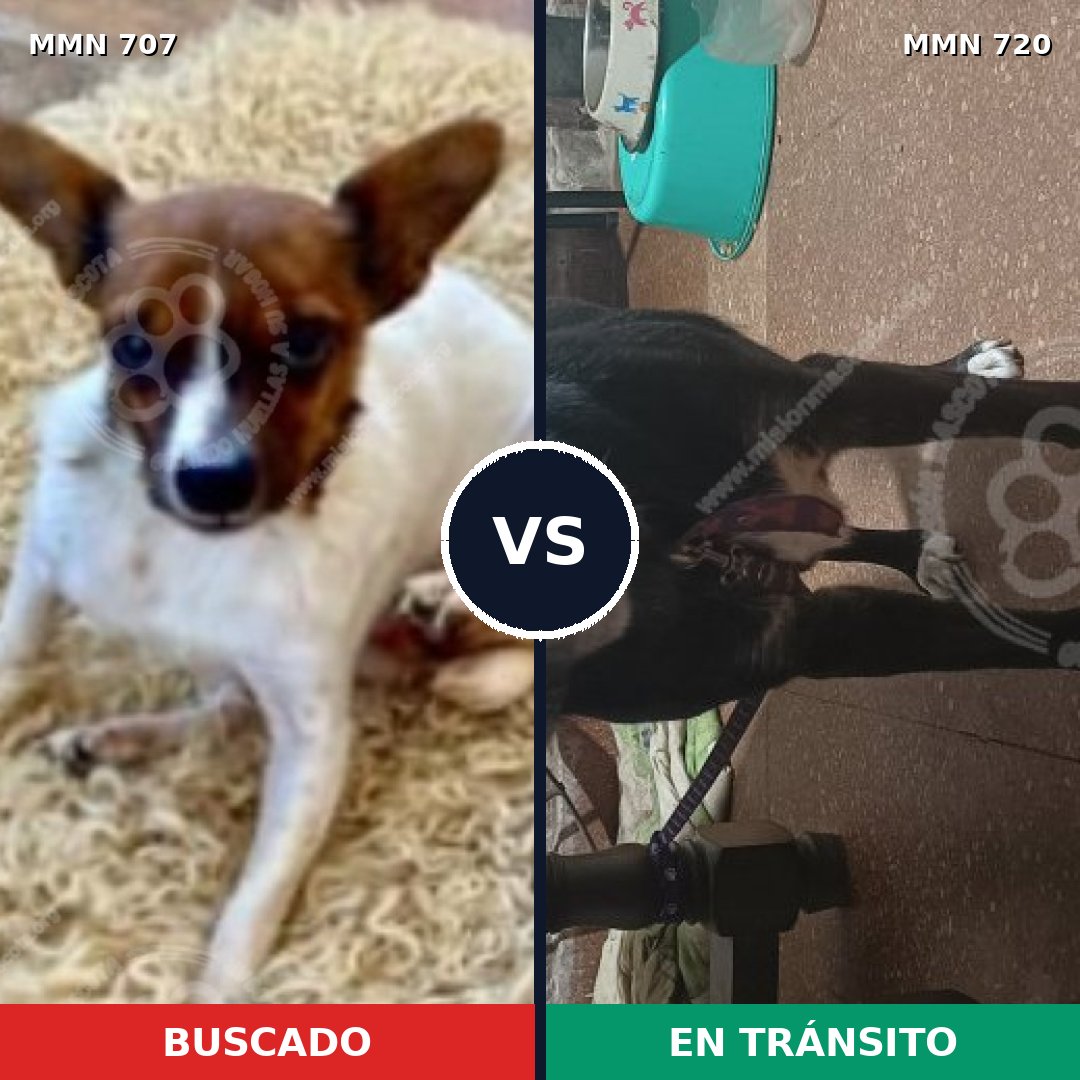 Comparativa MMS 11472: mascota perdida y mascota encontrada, 24% de similitud