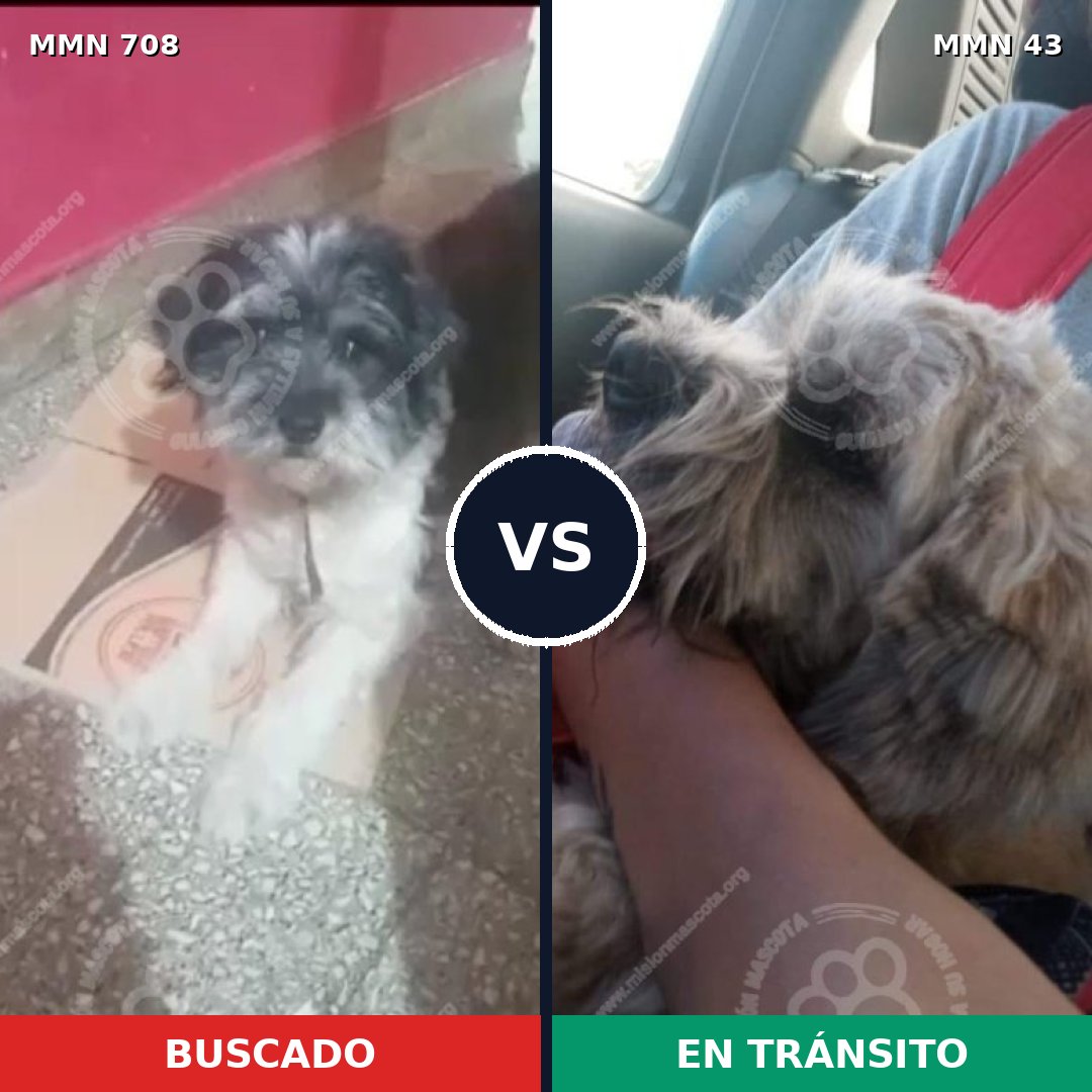 Comparativa MMS 11473: mascota perdida y mascota encontrada, 38% de similitud