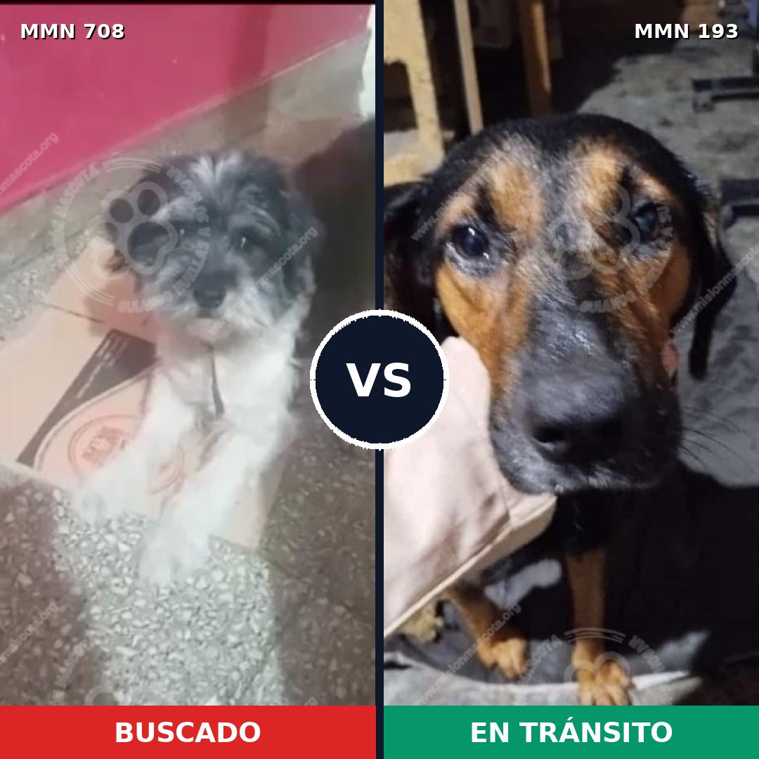 Comparativa MMS 11474: mascota perdida y mascota encontrada, 36% de similitud