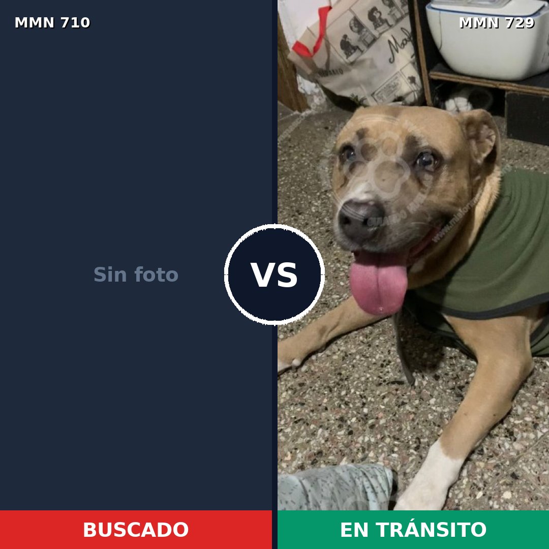 Comparativa MMS 11477: mascota perdida y mascota encontrada, 45% de similitud