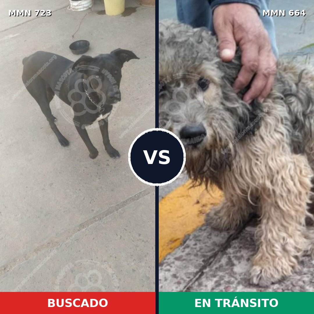 Comparativa MMS 11479: mascota perdida y mascota encontrada, 63% de similitud