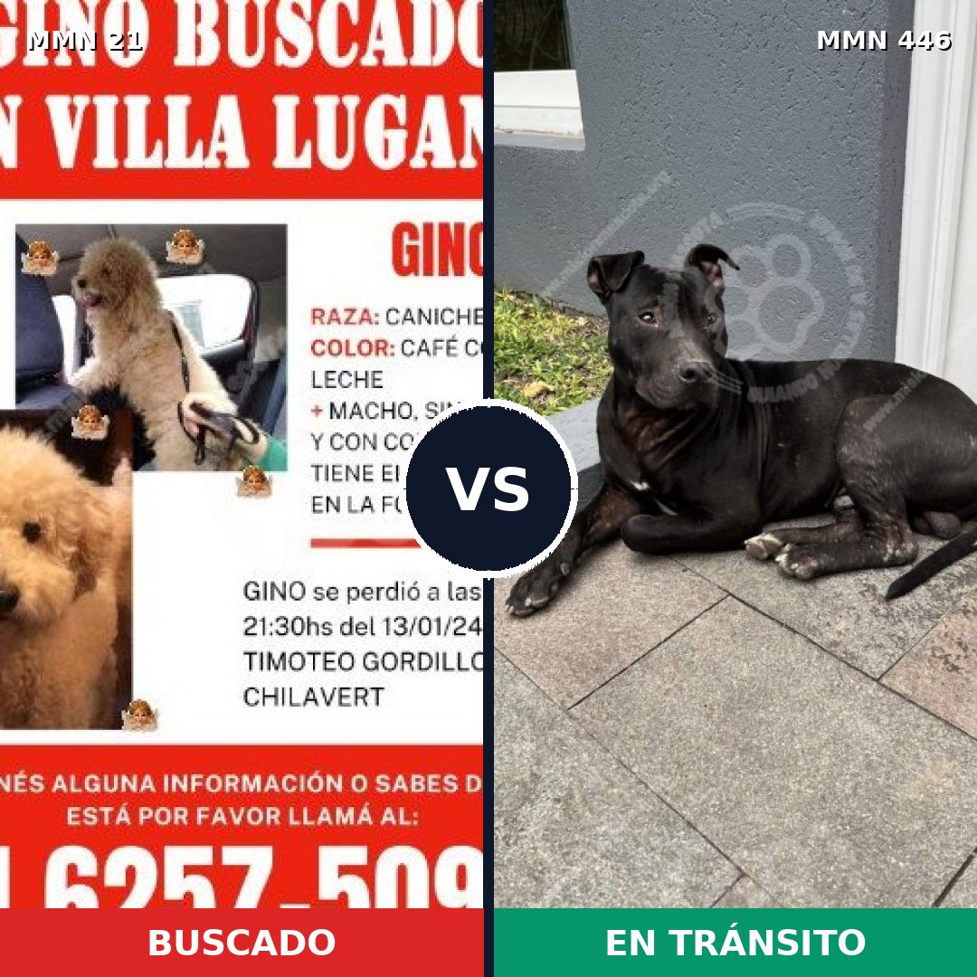 Comparativa MMS 1148: mascota perdida y mascota encontrada, 32% de similitud