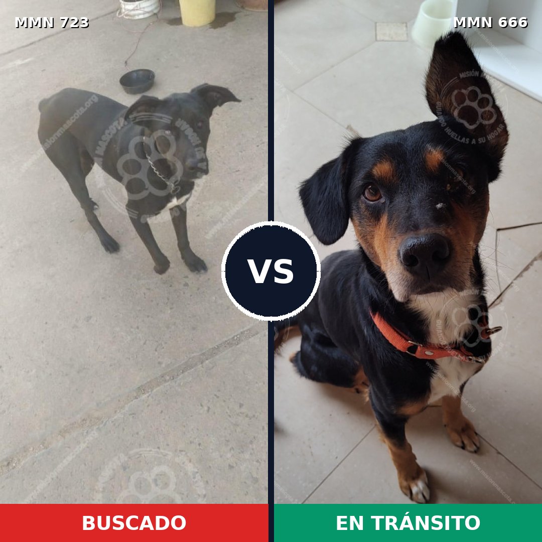 Comparativa MMS 11480: mascota perdida y mascota encontrada, 39% de similitud