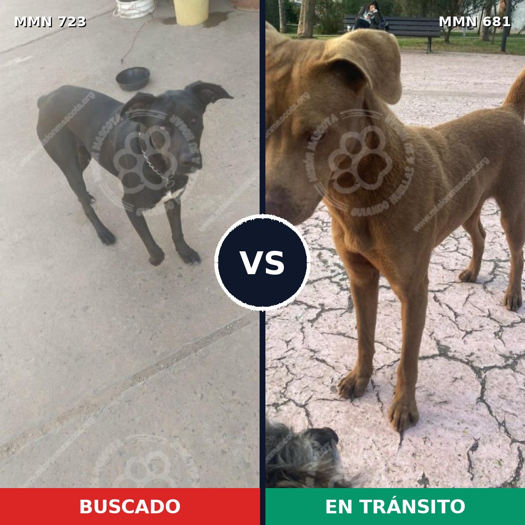 Comparativa MMS 11481: mascota perdida y mascota encontrada, 42% de similitud
