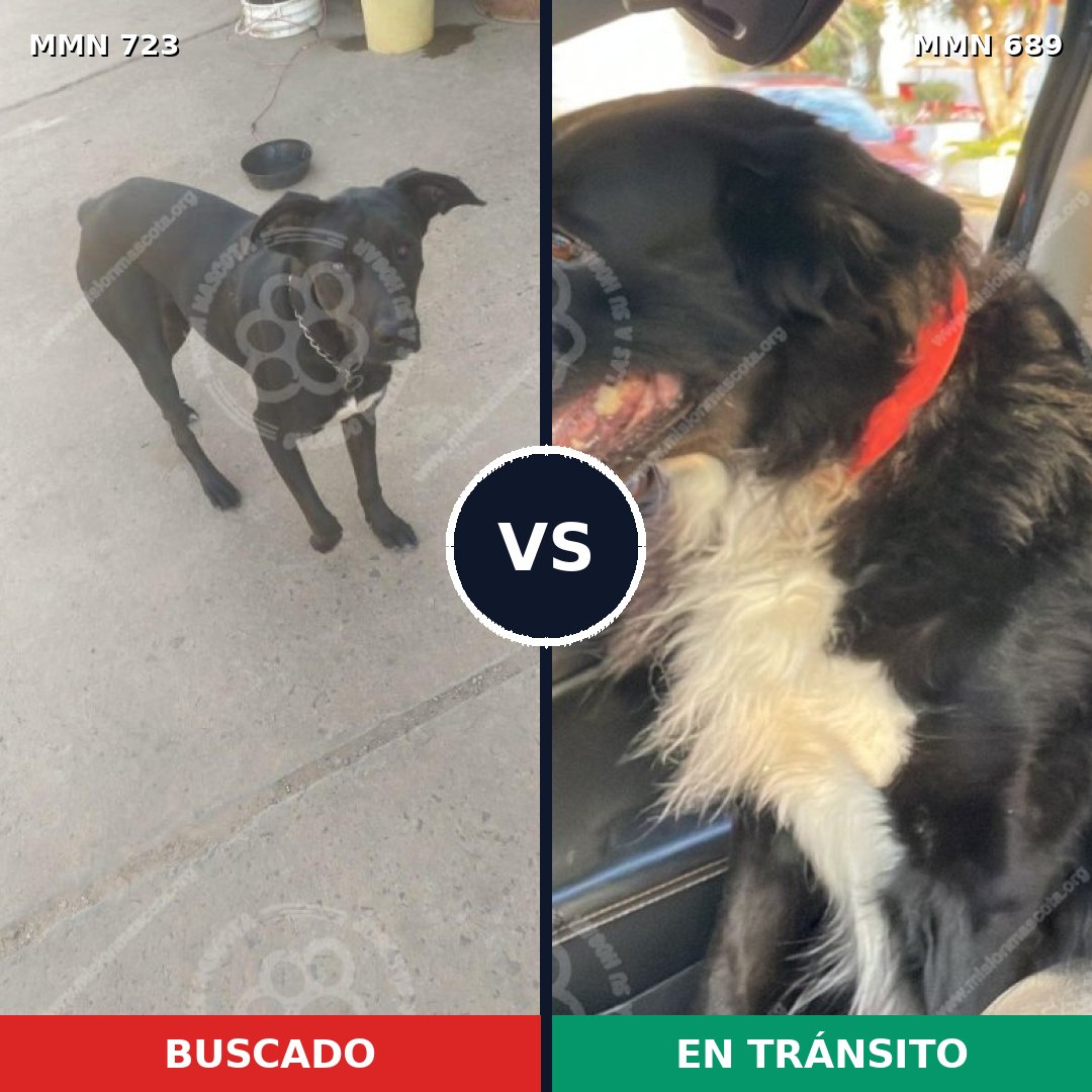 Comparativa MMS 11482: mascota perdida y mascota encontrada, 47% de similitud