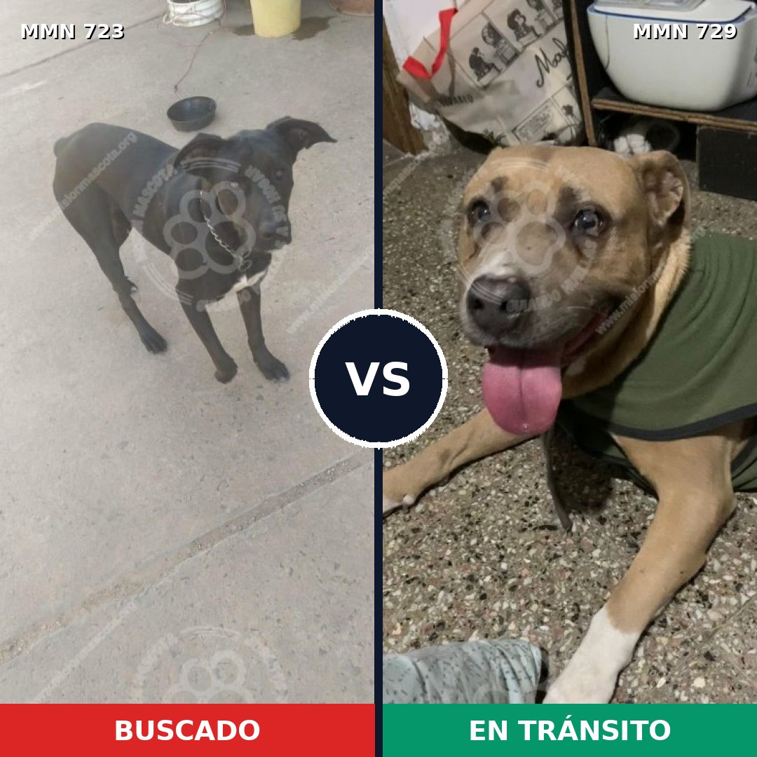Comparativa MMS 11485: mascota perdida y mascota encontrada, 44% de similitud