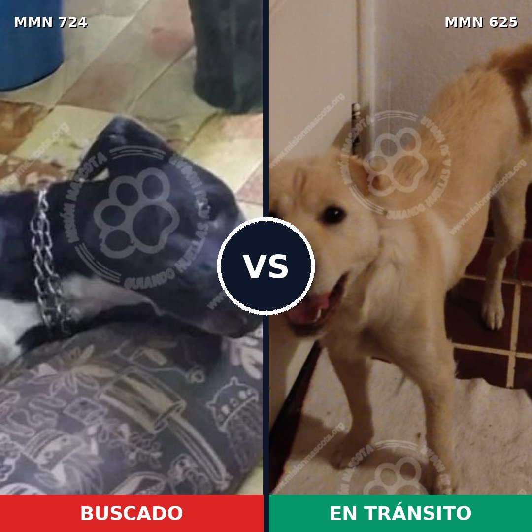 Comparativa MMS 11486: mascota perdida y mascota encontrada, 57% de similitud