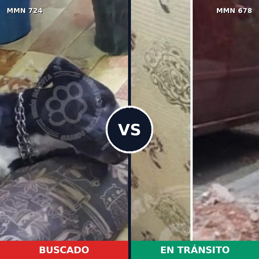 Comparativa MMS 11487: mascota perdida y mascota encontrada, 69% de similitud