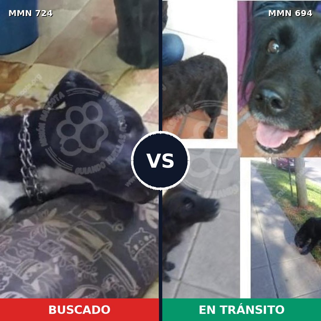Comparativa MMS 11488: mascota perdida y mascota encontrada, 70% de similitud