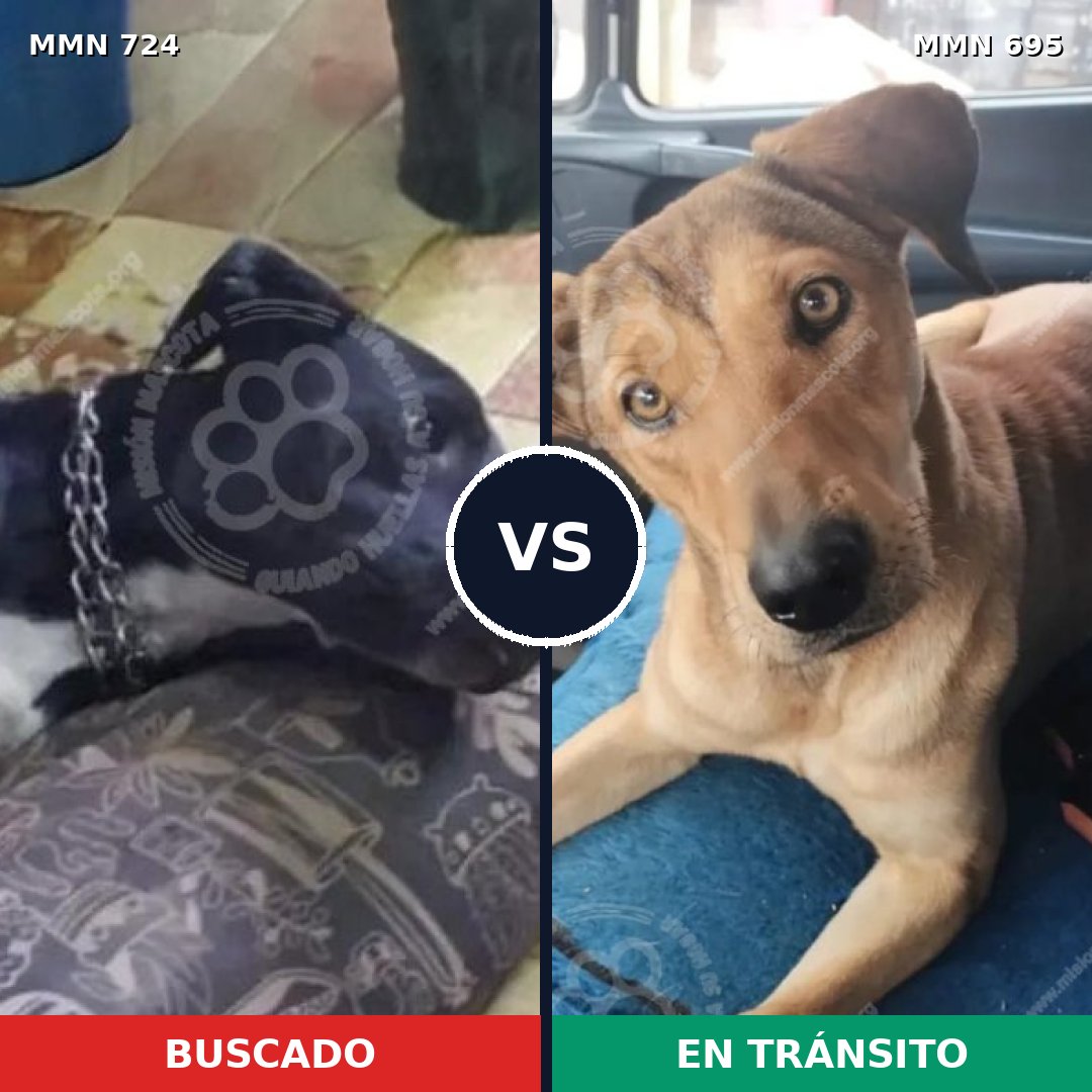 Comparativa MMS 11489: mascota perdida y mascota encontrada, 56% de similitud