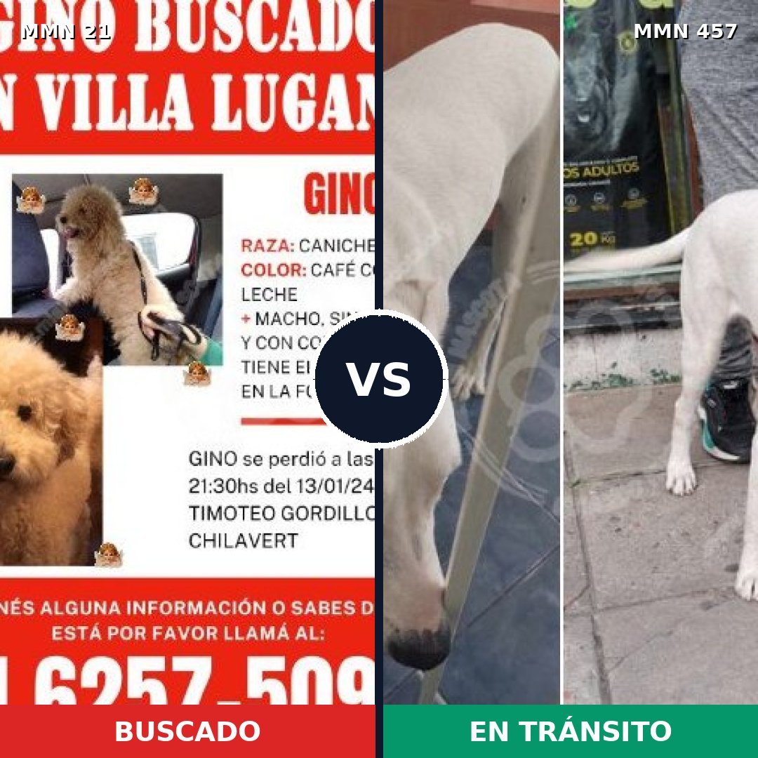 Comparativa MMS 1149: mascota perdida y mascota encontrada, 34% de similitud