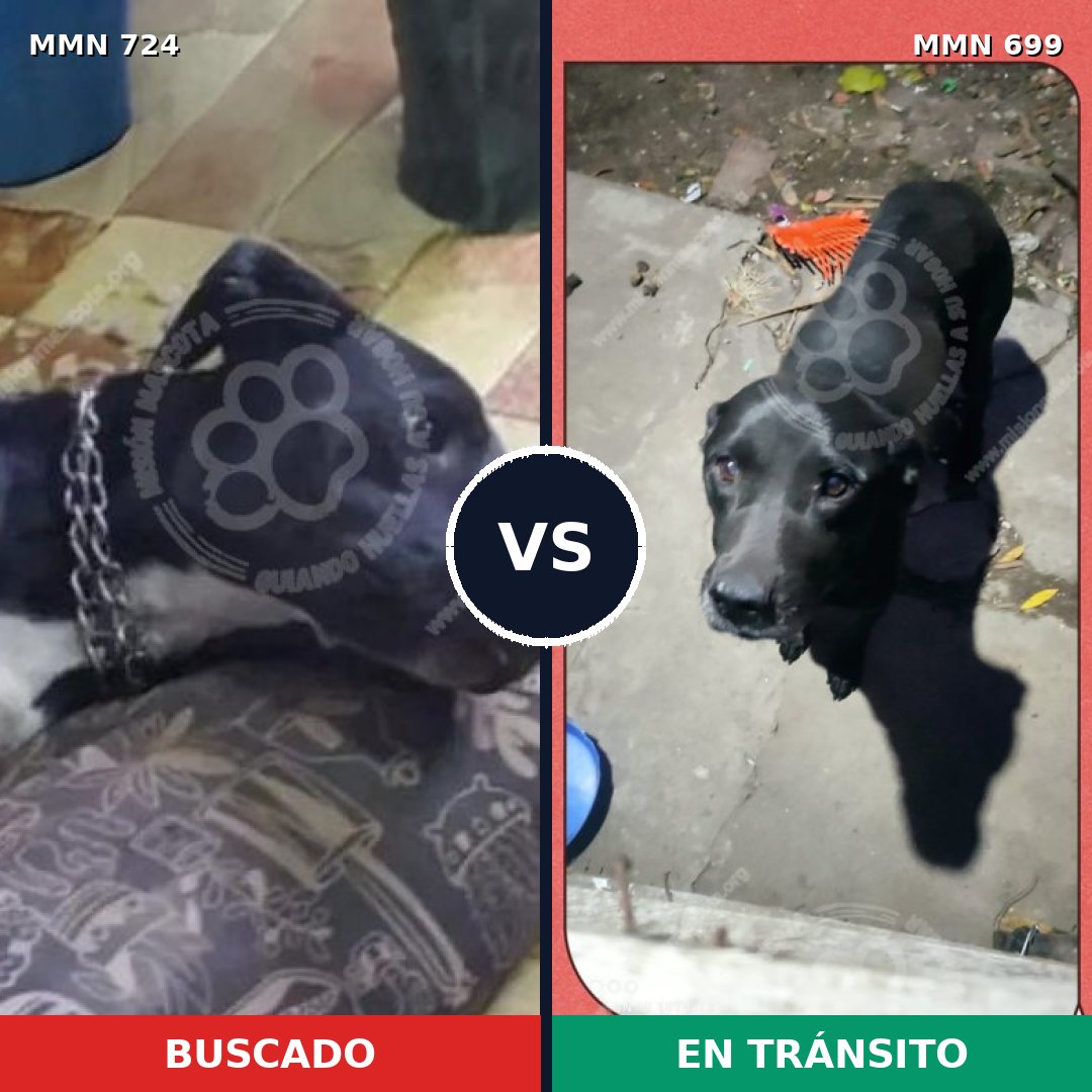 Comparativa MMS 11490: mascota perdida y mascota encontrada, 57% de similitud